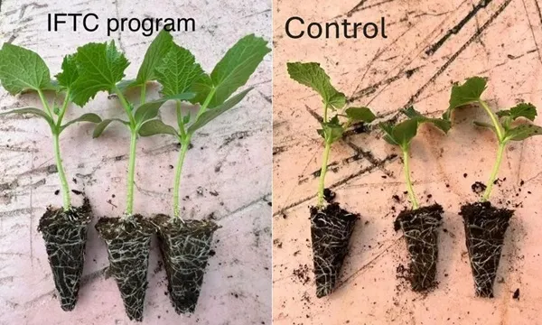 برنامج تم تطبيقه في مشتل متطور بإستخدام مواد إنتاج IFTC