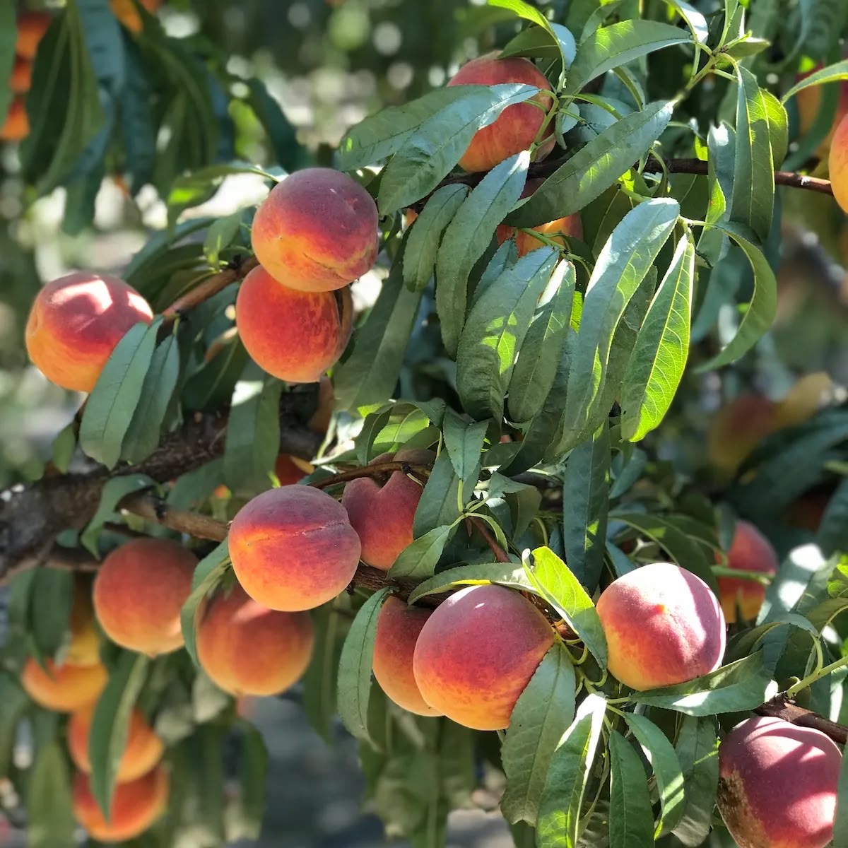 Stone fruit fertilization program