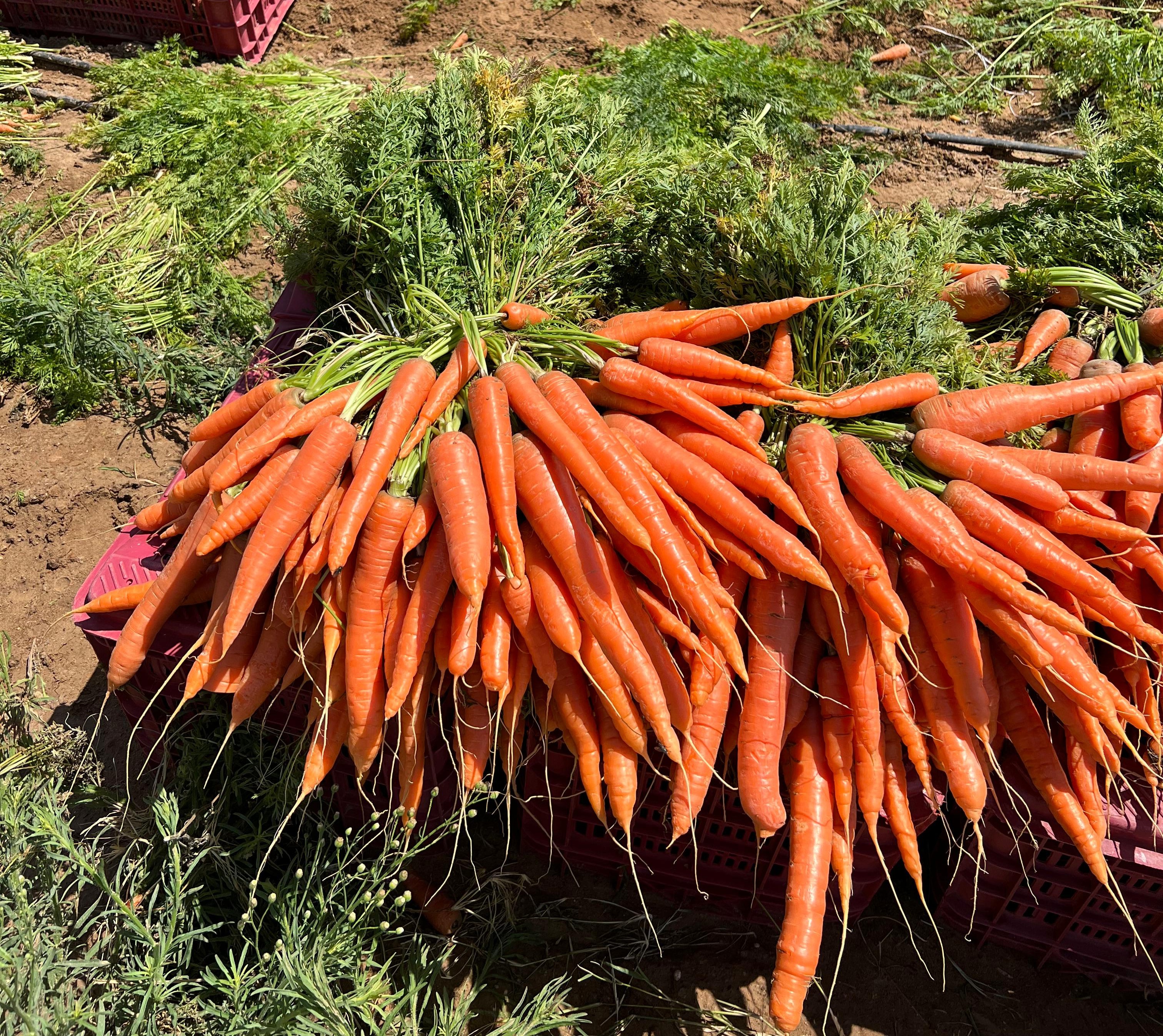 Carrots fertilization program