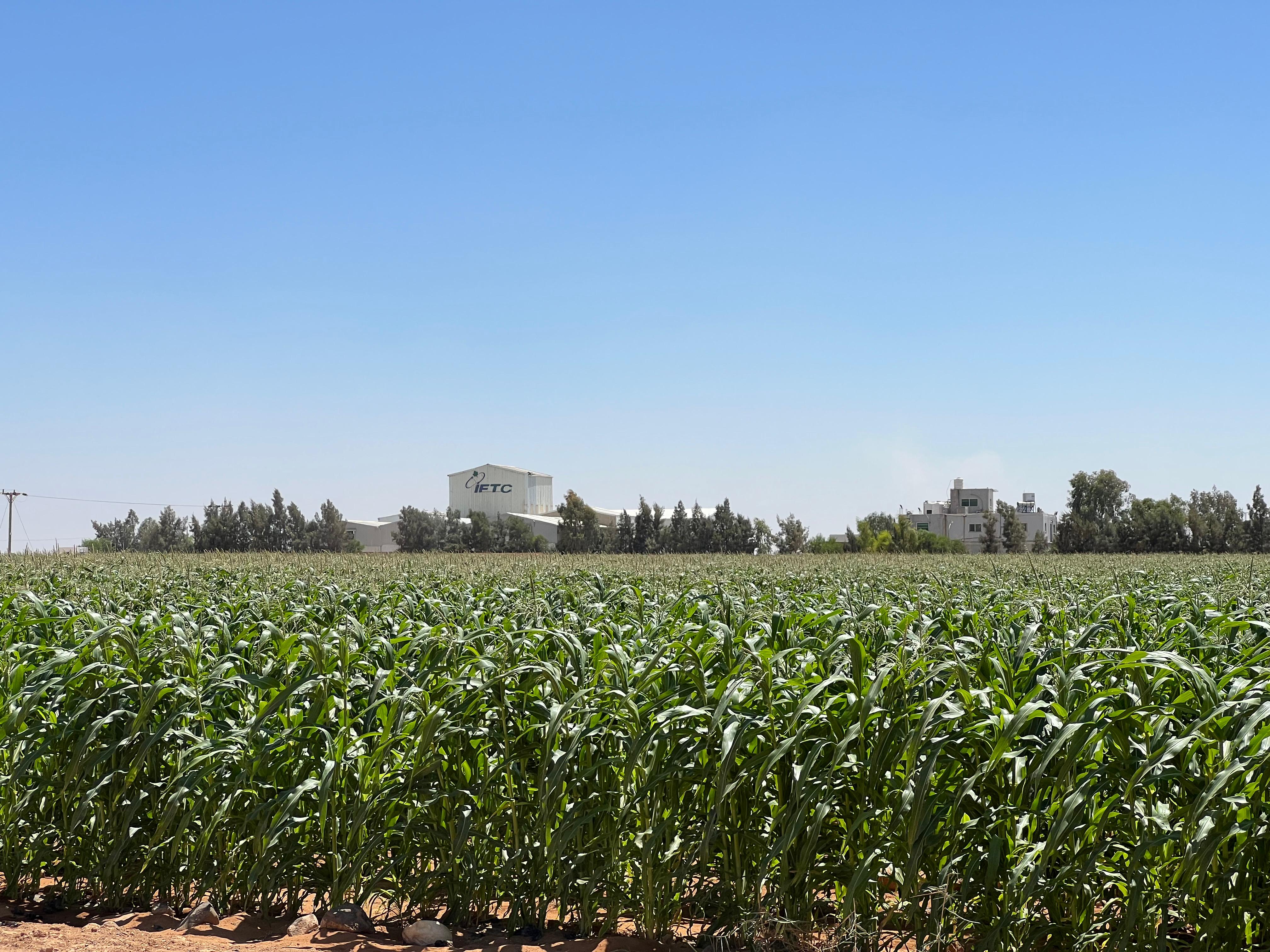Corn fertilization program