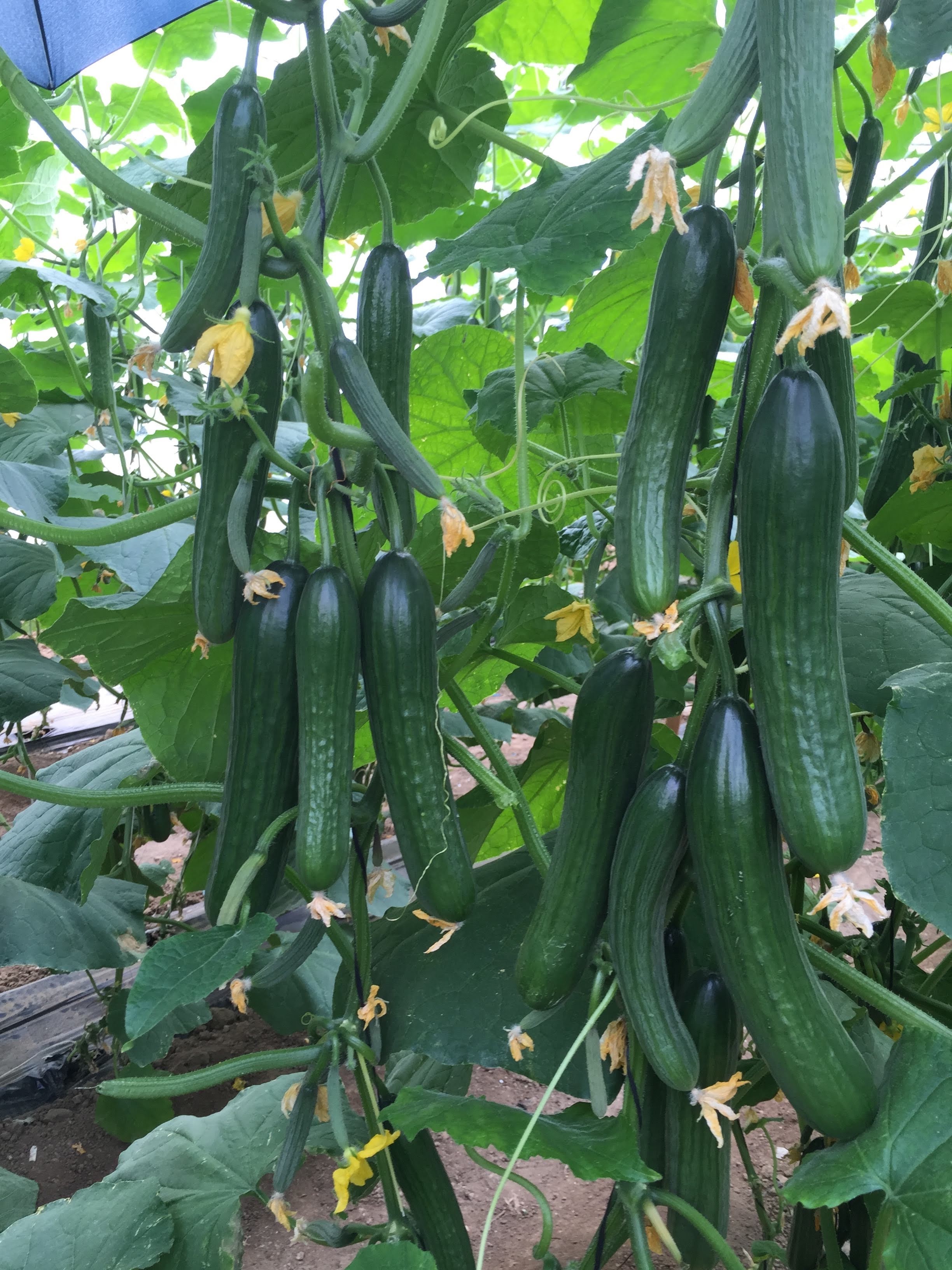 Greenhouse cucumber fertilization program