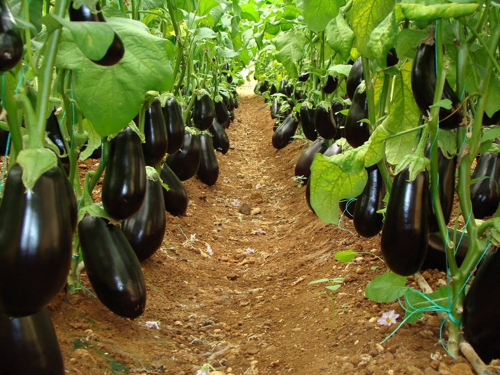 Greenhouse eggplant fertilization program