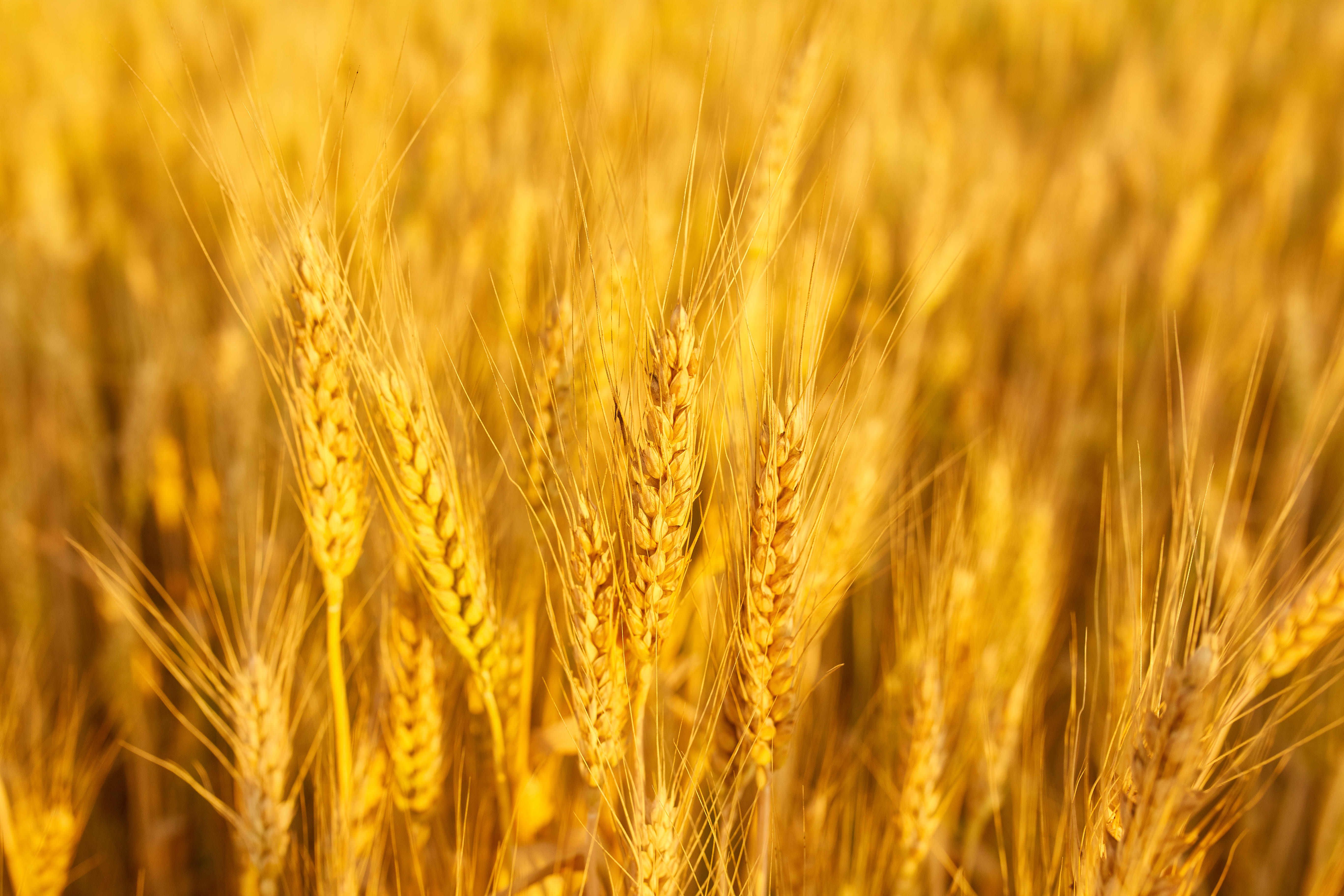 Wheat fertilization program