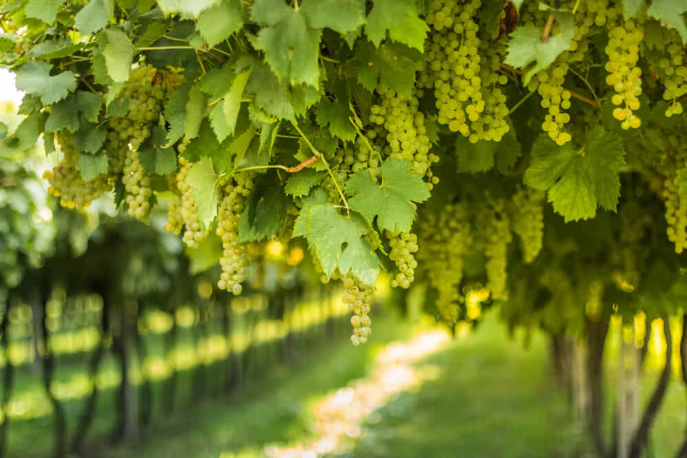 Grapes fertilization program