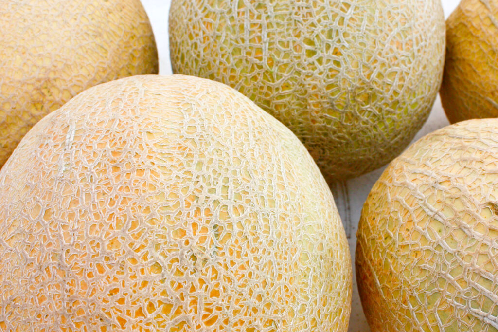 Melon fertilization program