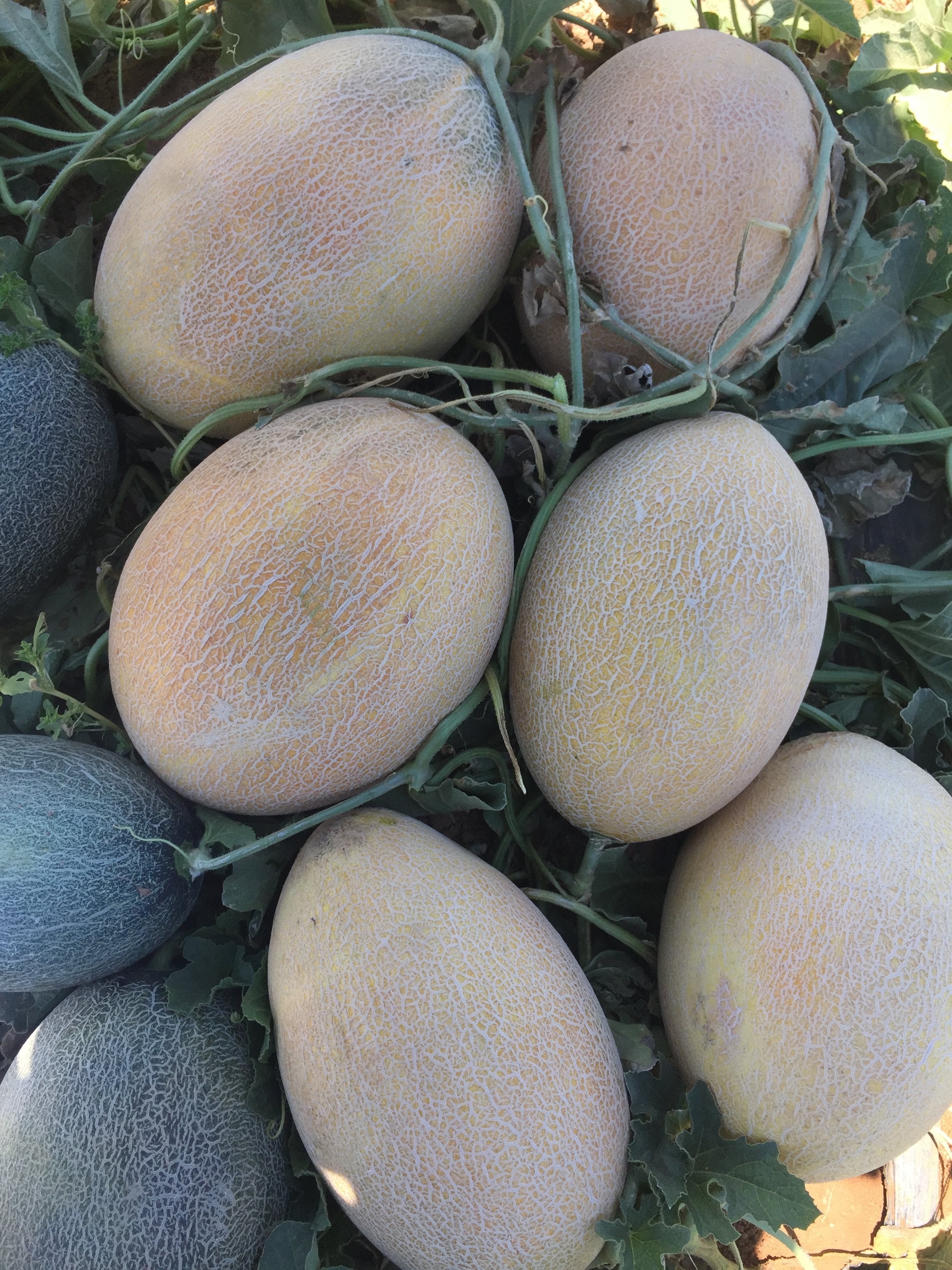 Melon fertilization program