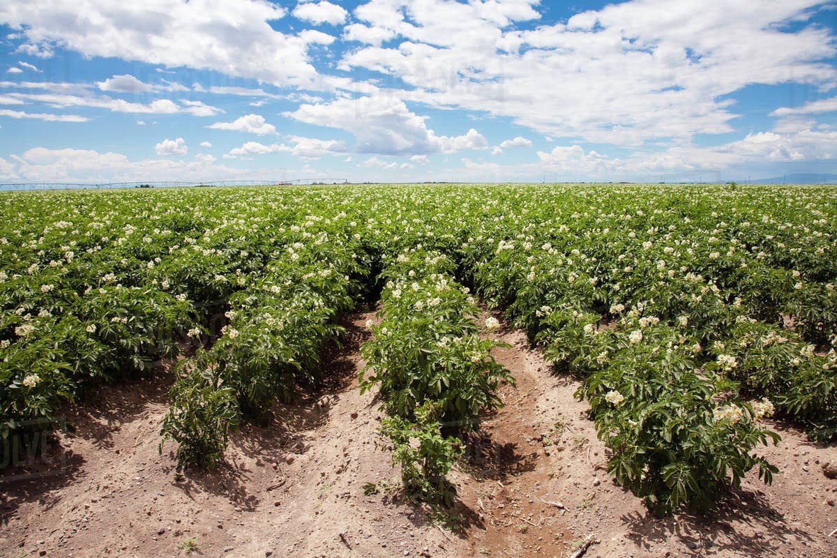 Potato fertilization program
