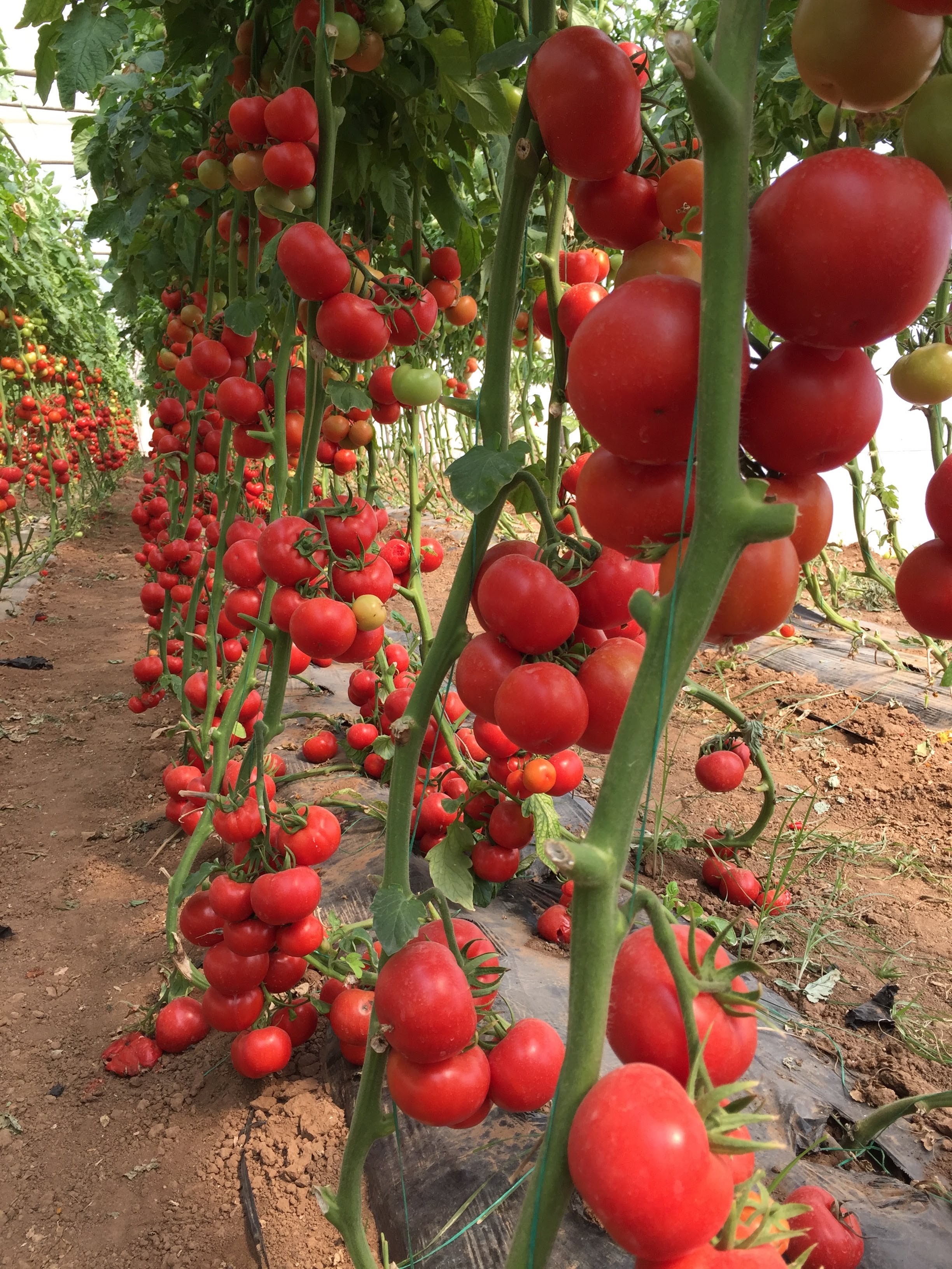 Greenhouse tomato fertilization program
