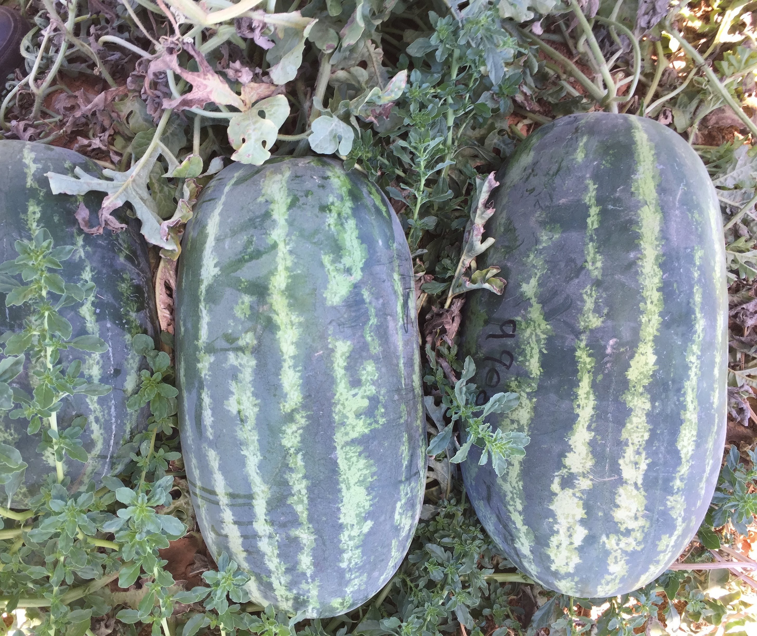 Watermelon fertilization program
