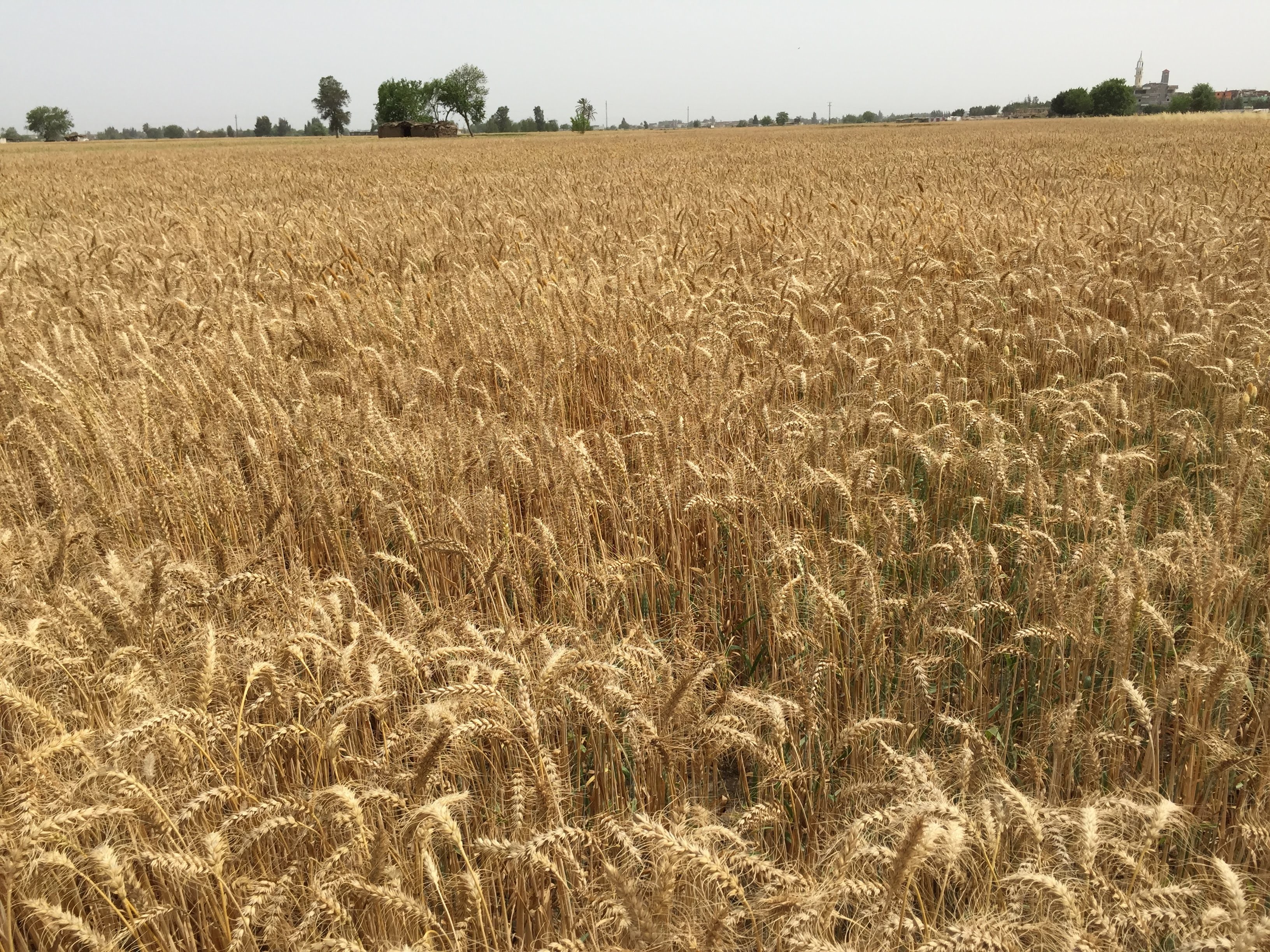 Wheat fertilization program